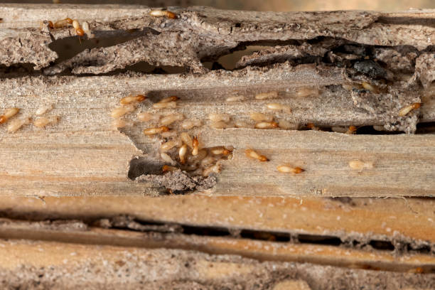 Reliable North Chicago, IL Pest Control Solutions